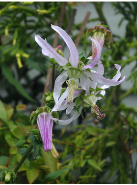 Michauxia campanuloides