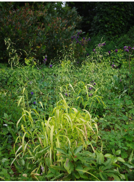 Milium effusum 'Aureum'