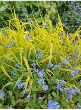 Milium effusum 'Aureum'