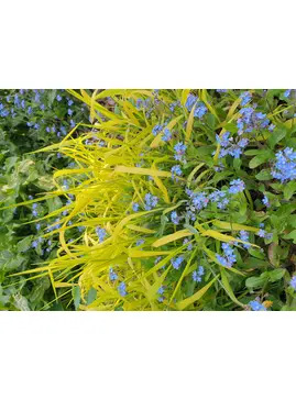 Milium effusum 'Aureum'
