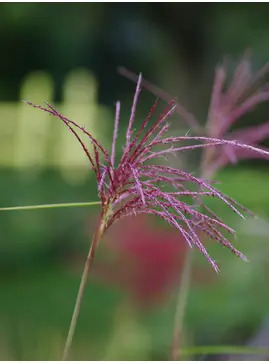 Miscanthus sacchariflorus
