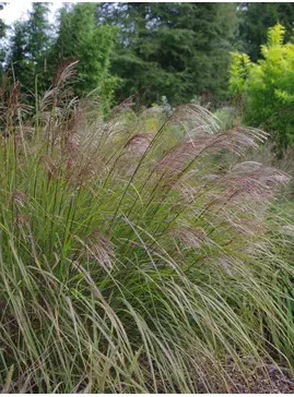 Miscanthus sinensis 'Beth Chatto'