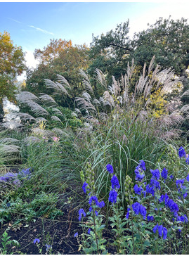 Miscanthus sinensis 'Beth Chatto'