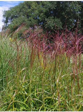 Miscanthus sinensis 'Ghana'