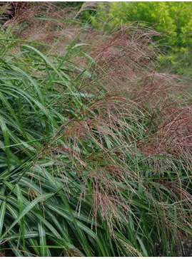 Miscanthus sinensis 'Poseidon'