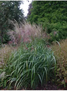 Miscanthus sinensis 'Poseidon'