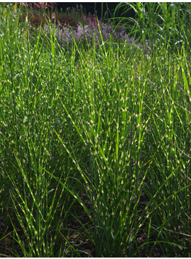 Miscanthus sinensis 'Strictus'