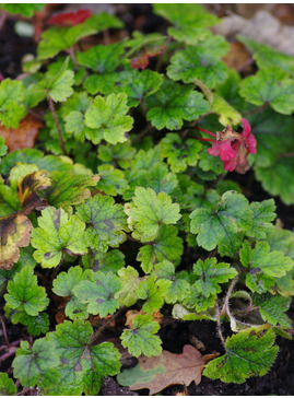 Mitella yoshinagae B&SWJ 4893