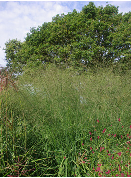 Molinia caerulea subsp. arundinacea 'Bergfreund' 