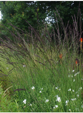 Molinia caerulea subsp. arundinacea 'Black Arrows'