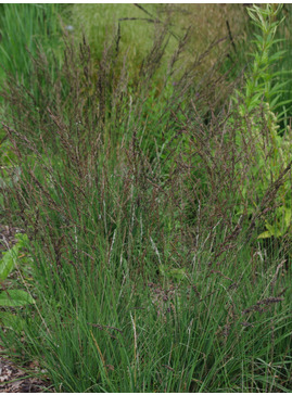 Molinia caerulea subsp. caerulea 'Dark Defender'