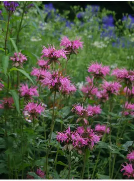 Monarda 'Croftway Pink'
