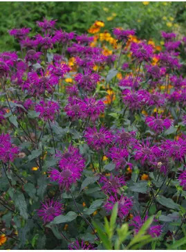 Monarda 'Westacre Purple'