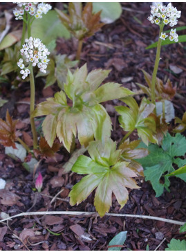 Mukdenia rossii 'Karasuba'