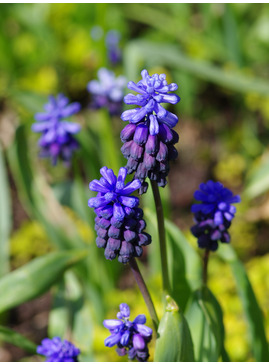 Muscari latifolium (5xDB)