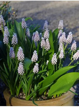 Muscari 'Pink Sunrise' (3xDB)