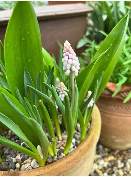 Muscari 'Pink Sunrise'