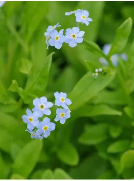 Myosotis scorpioides 'Mermaid'