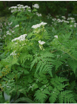 Myrrhis odorata