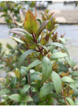 Myrtus communis