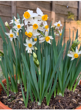 Narcissus 'Canaliculatus' (5xDB)