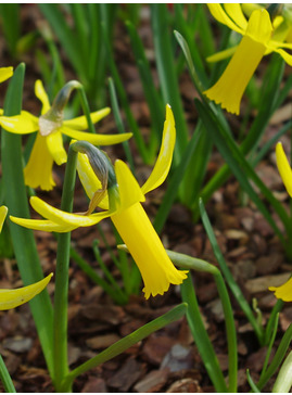 Narcissus 'Cecil Nice'