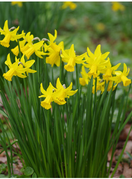 Narcissus 'February Gold' (5xDB)