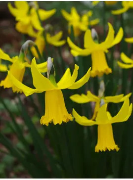Narcissus 'February Gold'