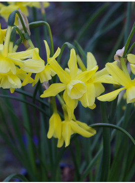 Narcissus 'Hawera' (5xDB)