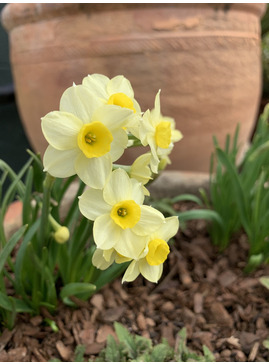 Narcissus 'Minnow' (3xDB)