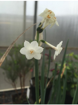 Narcissus pachybolbus
