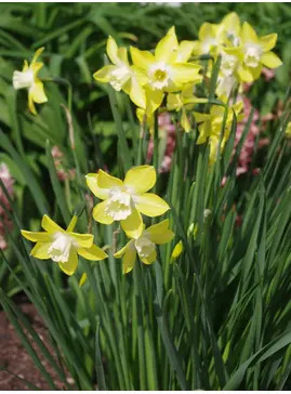 Narcissus 'Pipit' (3xDB)