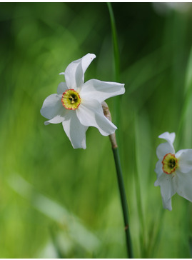 Narcissus poeticus var. recurvus (5xDB)