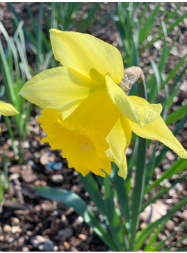 Narcissus 'Rijnveld's Early Sensation'