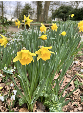 Narcissus 'Rijnveld's Early Sensation'