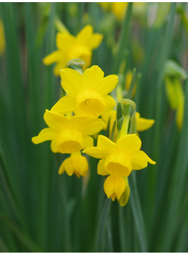 Narcissus rupicola