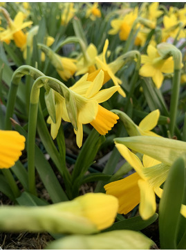 Narcissus 'Tete-a-Tete'