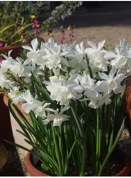 Narcissus 'Thalia' (3xDB)