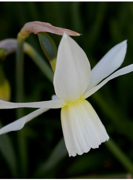 Narcissus 'Thalia' (5xDB)
