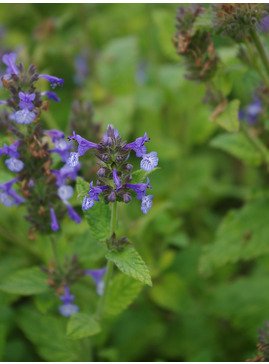 Nepeta clarkei