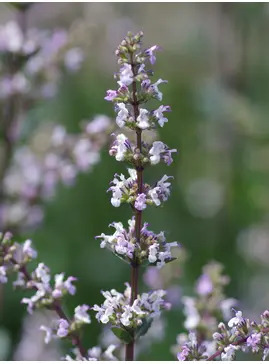 Nepeta nuda 'Romany Dusk'