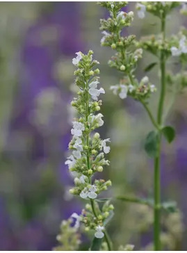 Nepeta nuda subsp. albiflora