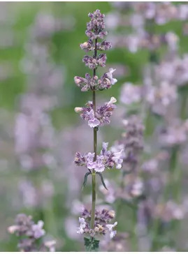 Nepeta racemosa 'Amelia'