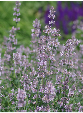 Nepeta racemosa 'Amelia'