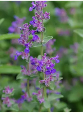 Nepeta racemosa 'Little Titch'