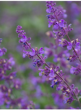 Nepeta racemosa 'Walkers  Low'