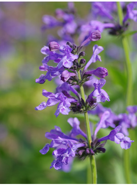 Nepeta sibirica