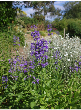 Nepeta sibirica