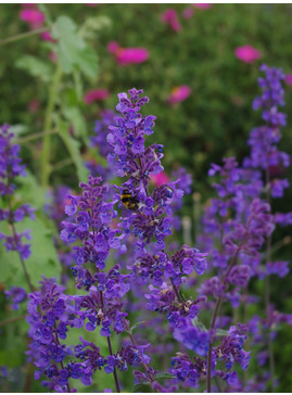 Nepeta 'Six Hills Giant'