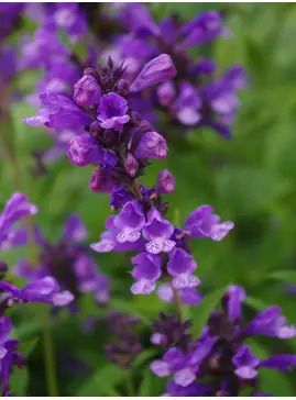 Nepeta stewartiana